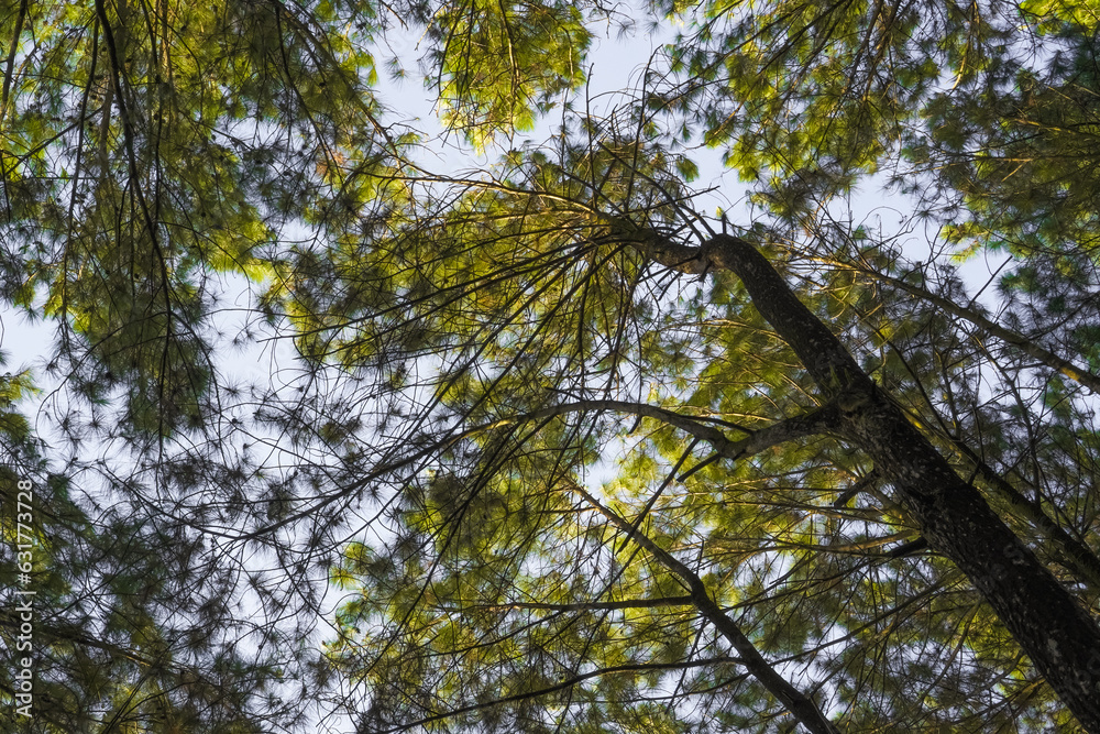 Fototapeta premium Low angle photo of tall high pine trees in pine forest with shade and morning sunlight. Empty blank copy text space.