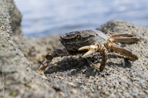 Crab on a rock by the sea, 