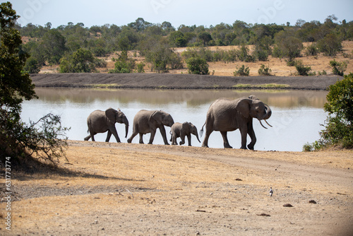 Family of elephants refreshing them selves at the local watering hole an African safari in Ol Pejeta Conservancy, Kenya. photo