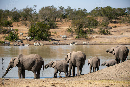 Family of elephants refreshing them selves at the local watering hole an African safari in Ol Pejeta Conservancy, Kenya. photo