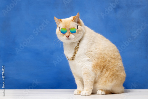 Fat cat in multi-colored glasses and a gold chain around his neck, blue background