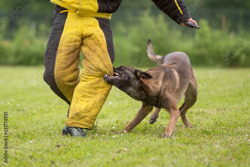 berger belge malinois en ring 