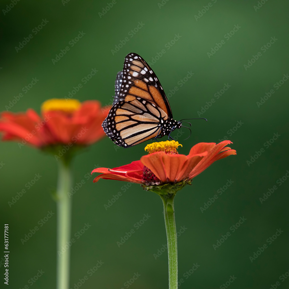 Obraz premium monarch butterfly