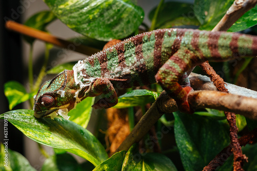 Madagascar chameleon, the Panther Chameleon (Furcifer pardalis), shedding its skin
