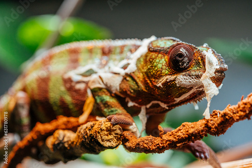 Madagascar chameleon, the Panther Chameleon (Furcifer pardalis), shedding its skin