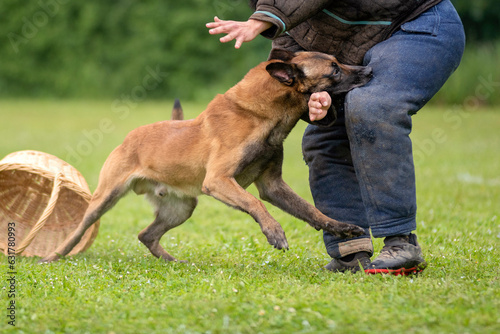 berger belge malinois en ring 