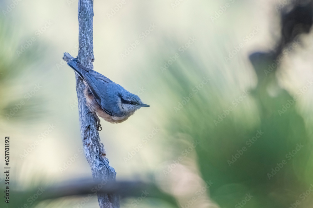 Eurasian nuthatch or wood nuthatch (Sitta europaea), a small passerine bird found throughout the Palearctic and in Europe, perched upside down in a forest in the Italian Alps.