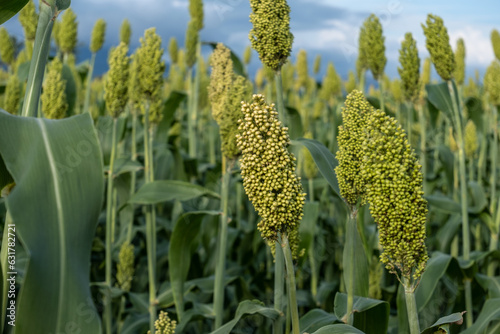 Bild auf Leinwand close-up photo of sorghum plants that thrive in Indonesia, the concept of world