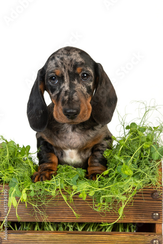 curious marble dachshund puppy is sitting in basket with green grass on white background