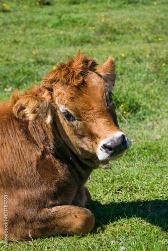 Calf looking at camera laying down in the green field