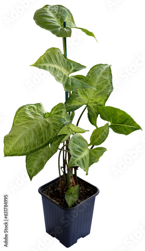 The singonium plant in a flower pot is isolated on a transparent background.