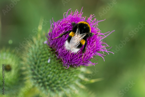 Dunkle Erdhummel (Bombus terrestris) photo