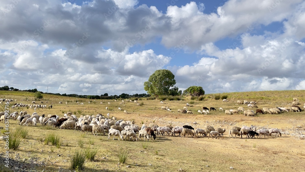 Paysage moutons en Sardaigne, île, Italie, Europe Paysage moutons en Sardaigne, île, Italie, Europe