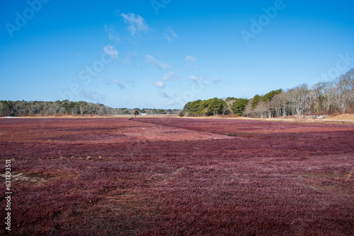 Winter view of a cranberry bog in Massachusetts showing how flat the bog is and the bright red color of the cranberry vines with the ditches for water flow and flooding at harvest time photo