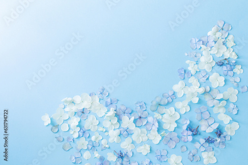 blue and white hydrangea flowers on blue background