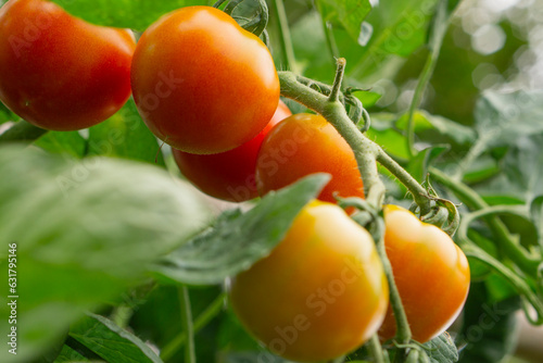 Wallpaper Mural tomatoes grown in the field.  畑で栽培されているトマト Torontodigital.ca