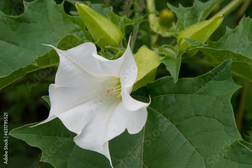 Canvastavla Weißer Stechapfel mit Blüte