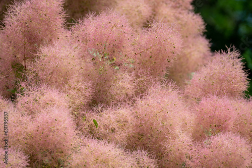 Blooming tree