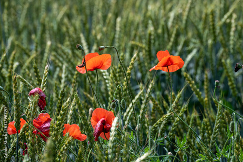 poppies in a wheat field