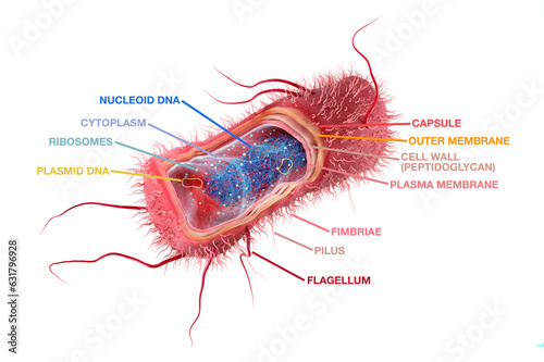 Escherichia coli anatomy, rod-shaped, Gram negative bacteria cross section with labels. 3d illustration photo