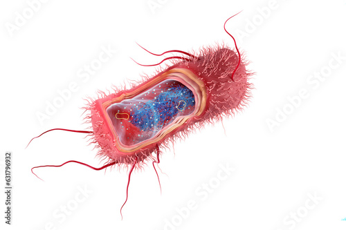 Escherichia coli anatomy. This rod-shaped, Gram negative bacteria or salmonella with peritrichous flagella can cause acute urinary tract infections, abdominal cramps or typhoid fever. 3d illustration photo