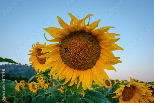 Yellow sunflower (Helianthus annus) with bee in blue sky
