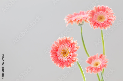 pink gerber flowers background close up photo