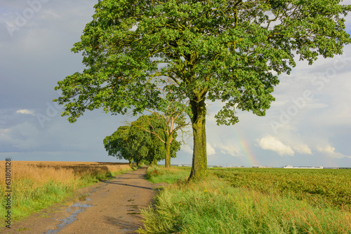 Drzewo, pole, niebo, tęcza © EwaAF