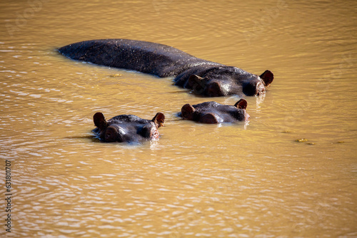 Hippos watching the camera man waiting until he is unaware before making their move. On Safari, Ol Pejeta Conservancy, Kenya, Africa. 