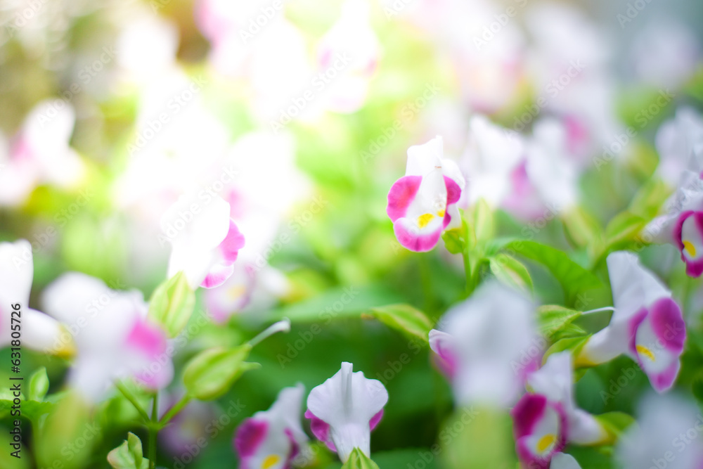 Obraz premium pink flower plant in garden