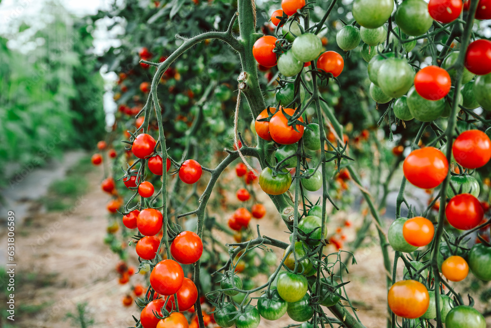 Fototapeta premium Superfood Tomaten, viele rote Cherry Tomaten am Strauch, Querformat