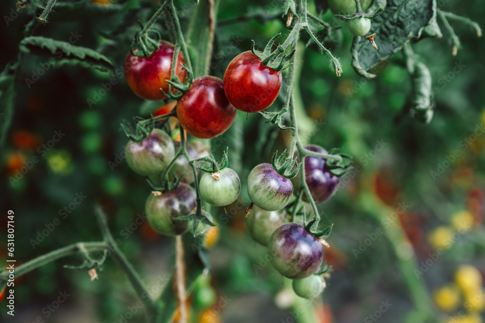 viele frische, schwarze Bio Tomaten am Strauch, zum pflücken im Gewächshaus. Alte Sorte, die Sorte heißt:  Purple Dragum