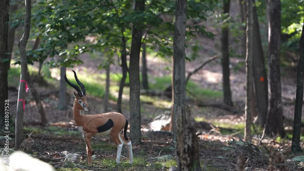 A 3D gazelle or antelope decoy target set up in a forest for bowhunter practice and competition. A 3D gazelle or antelope decoy target set up in a forest for bowhunter practice and competition.