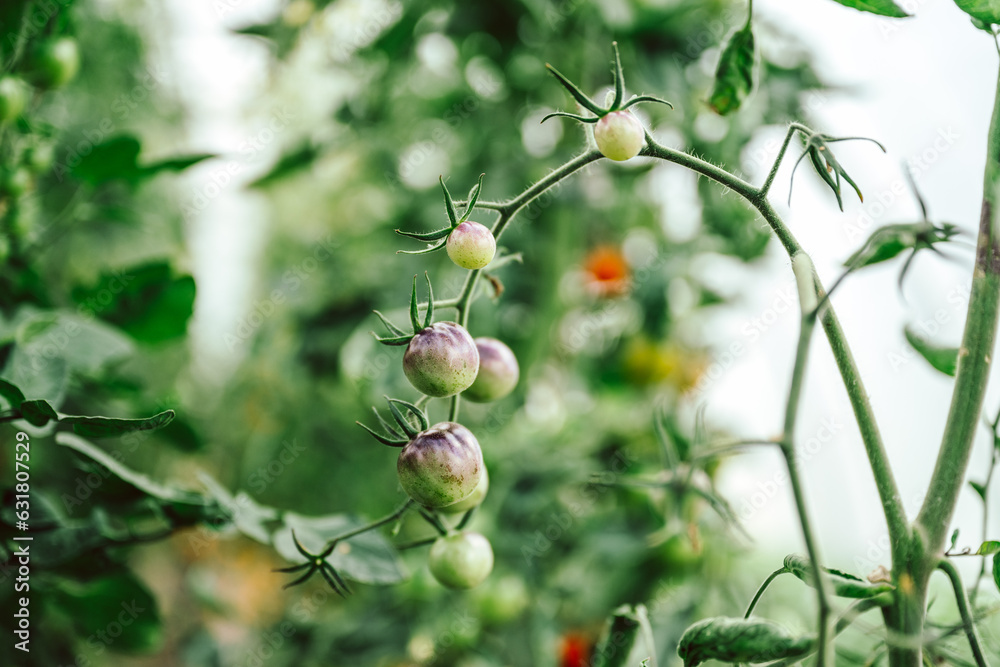 viele frische, schwarze Bio Tomaten am Strauch, zum pflücken im Gewächshaus. Alte Sorte, die Sorte heißt:  Dancing