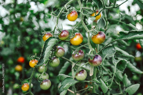 viele frische, schwarze Bio Tomaten am Strauch, zum pflücken im Gewächshaus. Alte Sorte, die Sorte heißt: Indigo