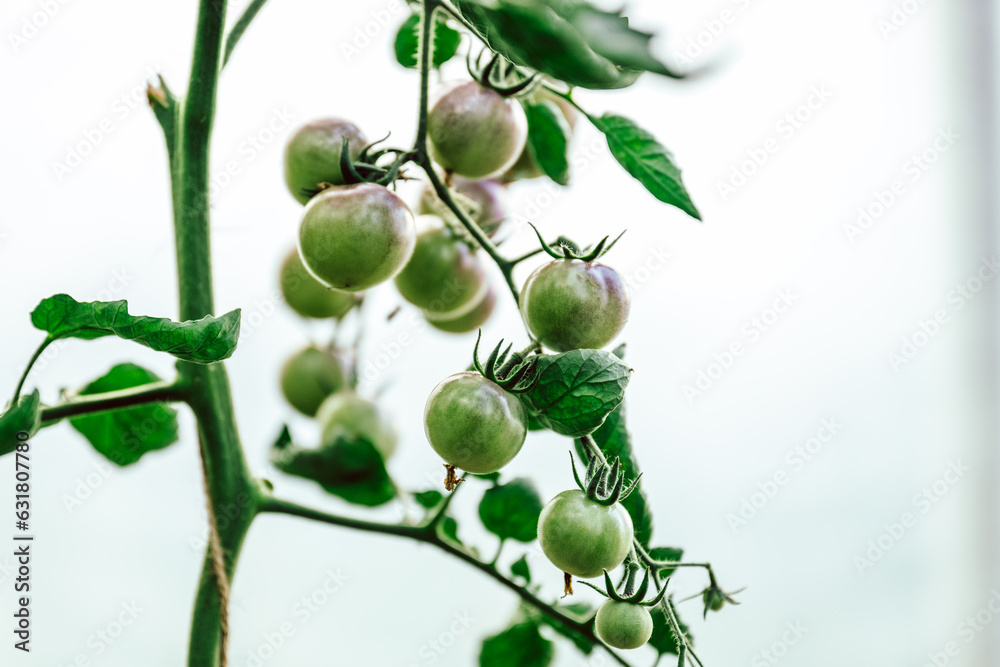 viele frische, schwarze Bio Tomaten am Strauch, zum pflücken im Gewächshaus. Alte Sorte, die Sorte heißt: Dancing viele frische, schwarze Bio Tomaten am Strauch, zum pflücken im Gewächshaus. Alte Sorte, die Sorte heißt: Dancing