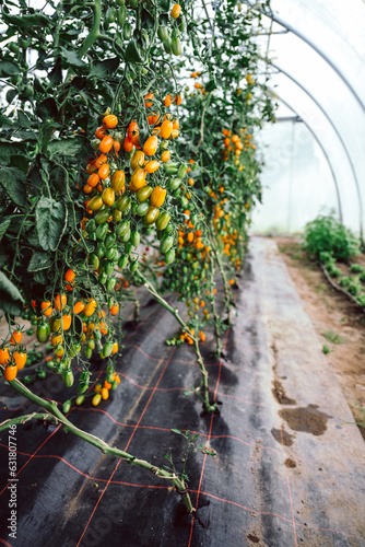 viele frische, gelbe Tomaten am Strauch, zum pflücken im Gewächshaus. Hochformat