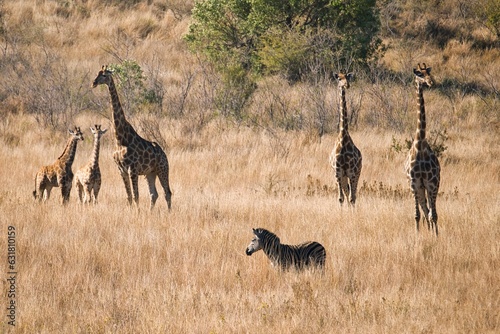 5 giraffes and 1 Zebra standing in the grassland. Animal gathering in Pilanesberg National Park  South Africa. Lonely zebra in between a group of 5 giraffes. Wild animals of Africa. African wildlife. 