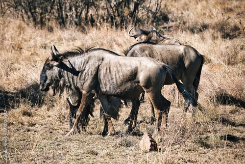 Three wildebeest standing in a grassland landscape. A small herd of Gnus standing and eating grass. Beautiful and wild Gnu in Pilanesberg National Park  South Africa. African wildlife and animals. 