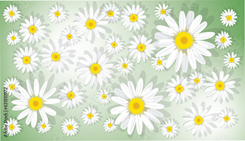 Fototapeta Naklejka Na Ścianę i Meble -  Floral background with daisies on a delicate green background in honor of mother's day, women's day March 8, valentine's day, wedding