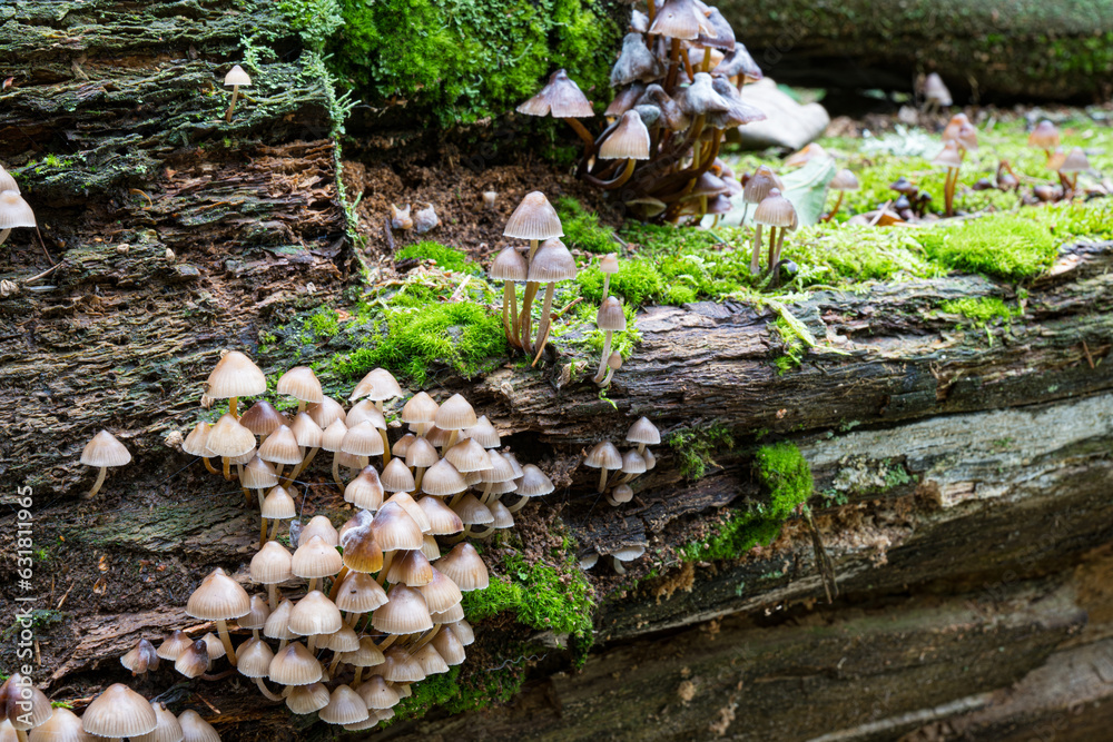 Obraz premium Pilze im Wald