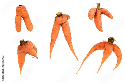 Forked and deformed carrot vegetables. Organic imperfect examples on white background. photo