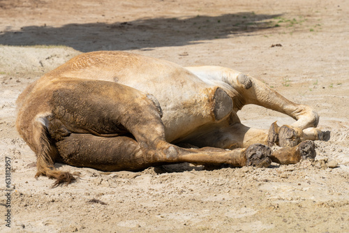 Camel lying in sunlit sand