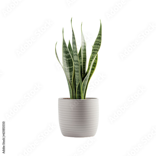 Sansevieria plant in pot, grey pot, transparent backround.