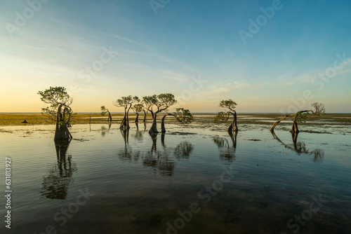 The dancing mangrove tree at Sumba Island, Indonesia