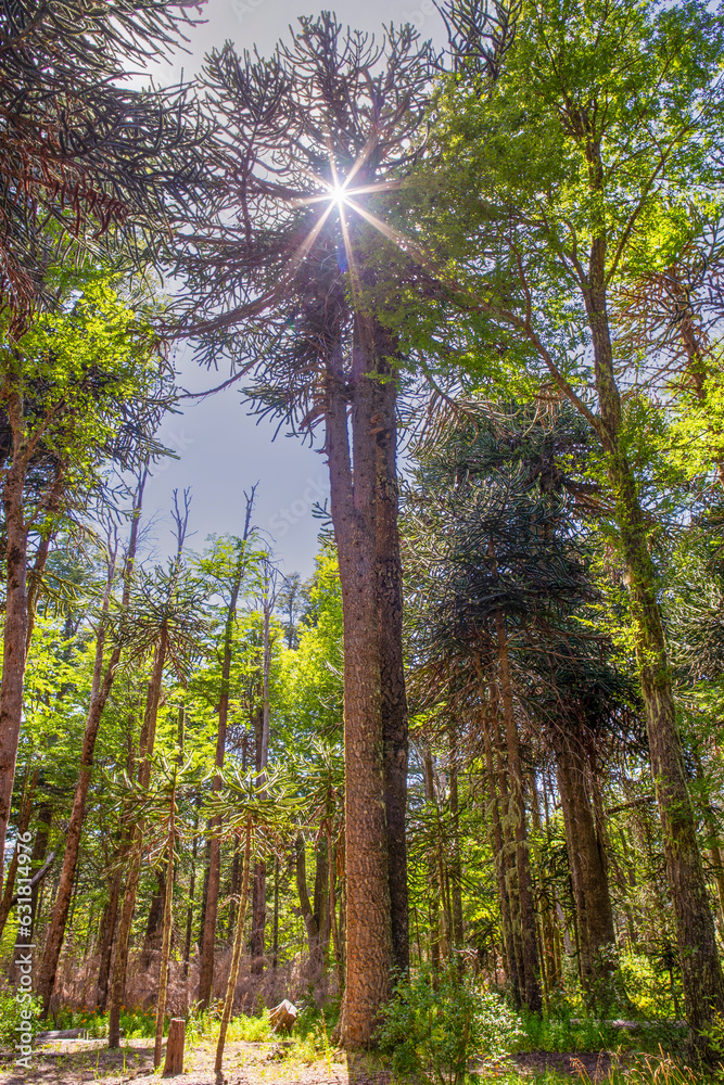 Obraz premium Monkey-puzzle trees (auracaria) in the Lanin National Park (Argentina)