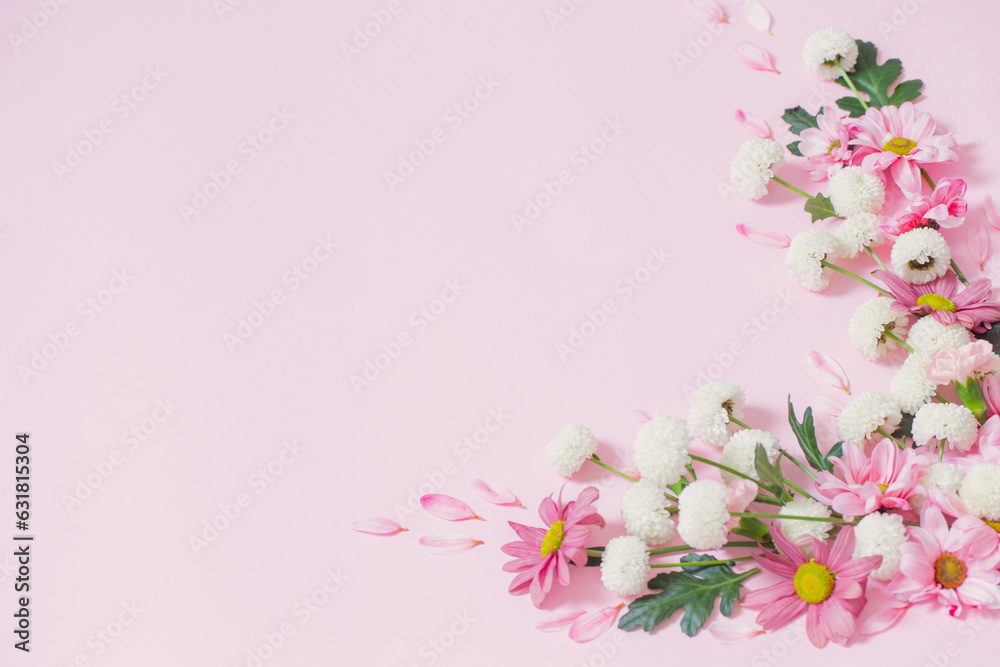 pink  and white chrysanthemums on pink background  background