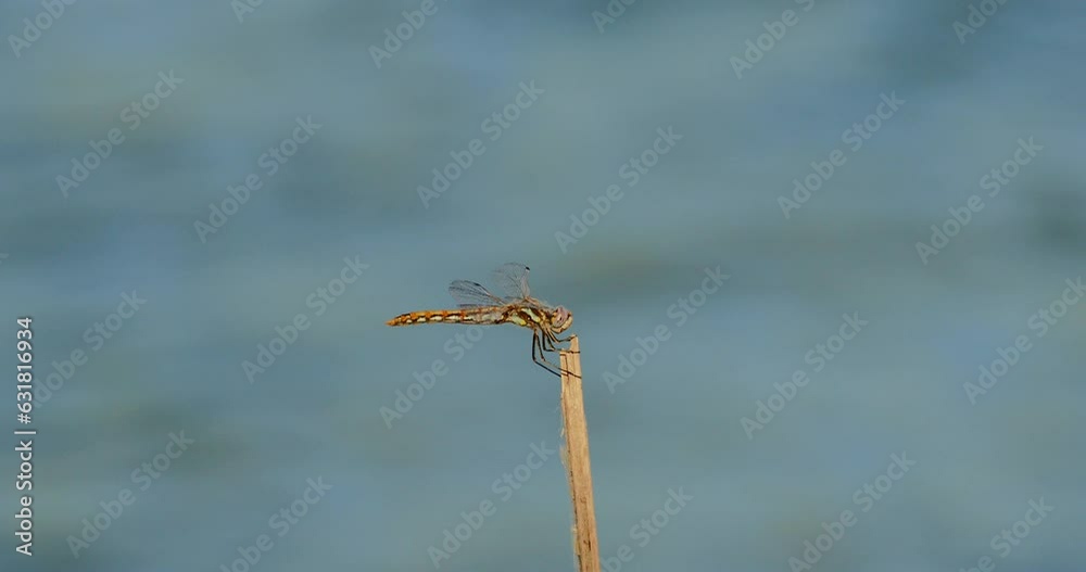 Close-up view of a dragonfly on a stalk with a blurred background Close-up view of a dragonfly on a stalk with a blurred background