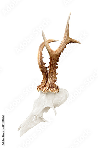Rare roe deer buck, roebuck skull with unique, abnormal antlers - isolated, transparent background. Capreolus capreolus, hunting trophy, hunter wall decoration, killed in the austrian alps