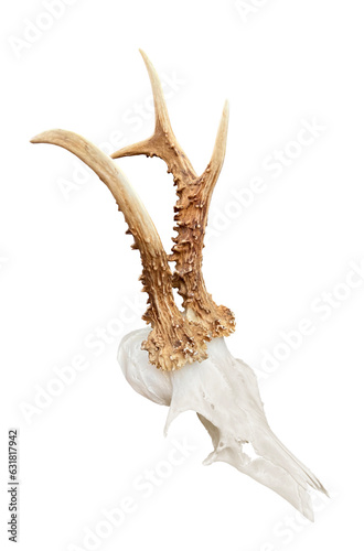 Rare roe deer buck, roebuck skull with unique, abnormal antlers - isolated, transparent background. Capreolus capreolus, hunting trophy, hunter wall decoration, killed in the austrian alps